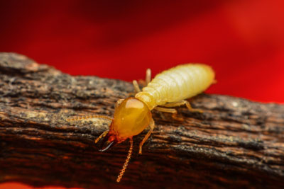 Diagnostic termites : quel potentiel de risque termites à Montpellier et partout dans l’Hérault ?